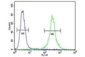 anti-Chemokine (C-C Motif) Receptor 8 (CCR8) (AA 290-317) antibody