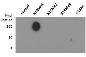 Dot Blot of Rabbit Histone H3 [Monomethyl Lys18] Antibody.