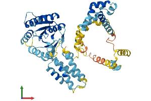 AlphaFold protein structure predicition of Human Recombinant SRP54 Protein, UniprotID P61011