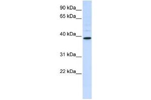 Western Blotting (WB) image for anti-Chitinase, Acidic (CHIA) antibody (ABIN2458671) (CHIA anticorps)