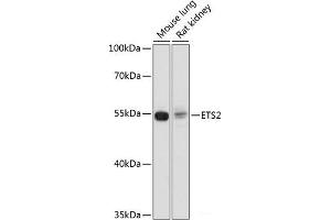 Western blot analysis of extracts of various cell lines using ETS2 Polyclonal Antibody at dilution of 1:1000. (ETS2 anticorps)
