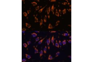Immunofluorescence analysis of L929 cells using CRELD1 antibody (ABIN7266621) at dilution of 1:100. (CRELD1 anticorps  (AA 50-150))