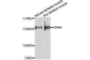 Western blot analysis of extracts of various cell lines, using GRM5 antibody. (Metabotropic Glutamate Receptor 5 anticorps)