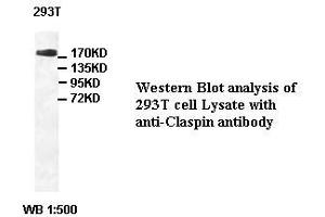 Image no. 1 for anti-Claspin (CLSPN) antibody (ABIN791213) (Claspin anticorps)