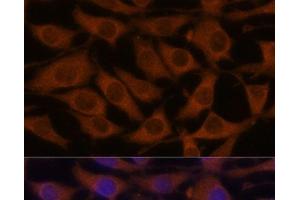 Immunofluorescence analysis of L929 cells using CREB3 Polyclonal Antibody at dilution of 1:100. (CREB3 anticorps)