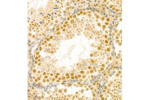 Immunohistochemistry of paraffin embedded mouse testis using PHF10 (ABIN7075029) at dilution of 1:1200 (300x lens)