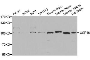 Western blot analysis of extracts of various cell lines, using USP16 antibody. (USP16 anticorps  (AA 1-280))