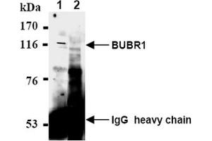 Western Blotting (WB) image for anti-Budding Uninhibited By Benzimidazoles 1 Homolog beta (Yeast) (BUB1B) antibody (ABIN567606) (BUB1B anticorps)