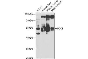 Western blot analysis of extracts of various cell lines, using PCCB antibody (ABIN6133145, ABIN6145281, ABIN6145282 and ABIN6221066) at 1:1000 dilution. (PCCB anticorps  (AA 260-539))