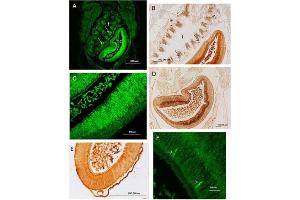 Immunohistochemistry results using Anti-Carbonic Anhydrase II (RABBIT) Antibody.