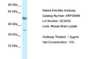 WB Suggested Anti-Mkx Antibody Titration: 1. (MKX anticorps  (C-Term))