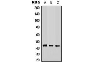 Western blot analysis of COX15 expression in HEK293T (A), Raw264. (COX15 anticorps  (Center))