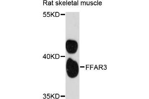Western blot analysis of extracts of rat skeletal muscle, using FFAR3 antibody (ABIN6291649) at 1:3000 dilution. (FFAR3 anticorps)