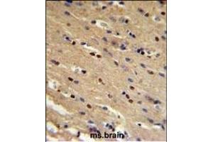 TP73 Antibody (Center) (ABIN652829 and ABIN2842541) IHC analysis in formalin fixed and paraffin embedded mouse brain followed by peroxidase conjugation of the secondary antibody and DAB staining.