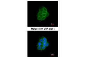 ICC/IF Image Immunofluorescence analysis of paraformaldehyde-fixed A431, using Protocadherin-1, antibody at 1:200 dilution.