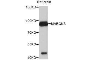 Western blot analysis of extracts of rat brain, using MARCKS antibody (ABIN4904308) at 1:1000 dilution. (MARCKS anticorps)