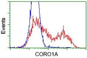 Image no. 5 for anti-Coronin, Actin Binding Protein, 1A (CORO1A) antibody (ABIN1497574) (Coronin 1a anticorps)