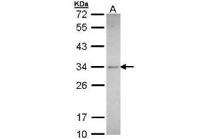 WB Image Sample (30 ug of whole cell lysate) A: A431 , 12% SDS PAGE antibody diluted at 1:500 (Synaptophysin anticorps  (C-Term))