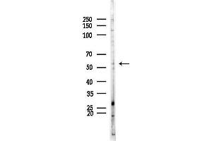 anti-HNF4 alpha/gamma (Internal Region) antibody