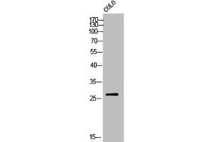 Western Blot analysis of COLO cells using Olfactory receptor 10X1 Polyclonal Antibody