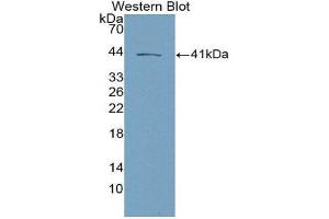Western Blotting (WB) image for anti-Tachykinin 3 (TAC3) (AA 29-101) antibody (ABIN2118537) (Tachykinin 3 anticorps  (AA 29-101))