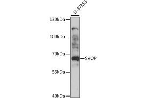 Western blot analysis of extracts of U-87MG cells, using SVOP antibody (ABIN7270664) at 1:1000 dilution.