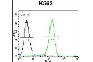 anti-Cleavage and Polyadenylation Specific Factor 7, 59kDa (CPSF7) (AA 427-455), (C-Term) antibody