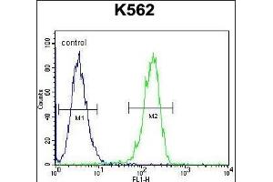 CPSF7 Antibody (C-term) (ABIN656085 and ABIN2845431) flow cytometric analysis of K562 cells (right histogram) compared to a negative control cell (left histogram). (CPSF7 anticorps  (C-Term))