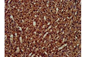 IHC image of ABIN7162805 diluted at 1:300 and staining in paraffin-embedded human adrenal gland tissue performed on a Leica BondTM system. (PPIE anticorps  (AA 86-141))