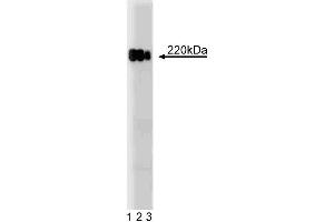Western blot analysis of ZO-1 on a HeLa cell lysate. (TJP1 anticorps  (AA 1048-1247))