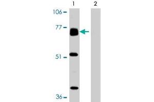 Western blot analysis of BACE2 expression in human heart tissue in the absence (Lane 1) and presence (Lane 2) of blocking peptide in BACE2 polyclonal antibody. (BACE2 anticorps  (AA 496-511))