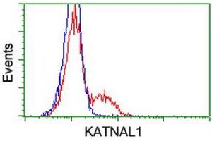 HEK293T cells transfected with either RC200828 overexpress plasmid (Red) or empty vector control plasmid (Blue) were immunostained by anti-KATNAL1 antibody (ABIN2454173), and then analyzed by flow cytometry. (KATNAL1 anticorps)