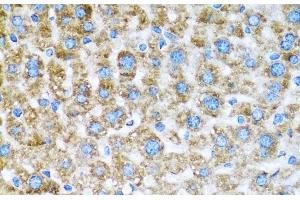 Immunohistochemistry of paraffin-embedded Mouse liver using COX6A1 Polyclonal Antibody at dilution of 1:100 (40x lens).