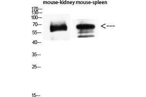 Western Blot (WB) analysis of Mouse Kidney Mouse Spleen using CD19 Polyclonal Antibody diluted at 1:1500. (CD19 anticorps  (Internal Region))