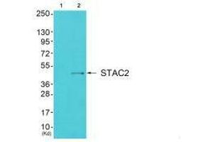 Western blot analysis of extracts from cos-7 cells (Lane 2), using STAC2 antiobdy.