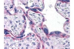 Immunohistochemical analysis of paraffin-embedded human Placenta tissues using CDH2 antibody (N-Cadherin anticorps)