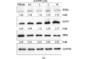 4-HPPP-induced changes in endogenous ROS and antioxidants in NSCLC cells. (Peroxiredoxin 1 anticorps)