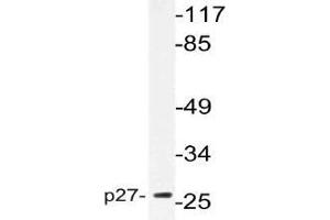 Western blot (WB) analysis of p27 antibody in extracts from NIH/3T3cells. (CDKN1B anticorps)