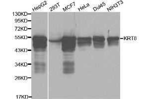 Western blot analysis of extracts of various cell lines, using KRT8 antibody (ABIN5970401) at 1/1000 dilution. (KRT8 anticorps)