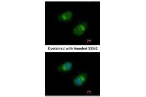 ICC/IF Image Immunofluorescence analysis of methanol-fixed HeLa, using COL3A1, antibody at 1:50 dilution.
