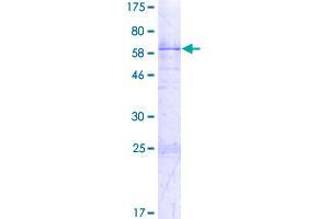 Image no. 1 for Heterogeneous Nuclear Ribonucleoprotein A1 (HNRNPA1) (AA 1-320) protein (GST tag) (ABIN1306865)