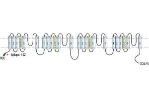 Representative domain view of the target of ABIN7884833.