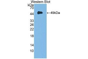 Detection of Recombinant DAG1, Mouse using Polyclonal Antibody to Dystrophin Associated Glycoprotein 1 (DAG1) (Dystroglycan anticorps  (AA 28-406))