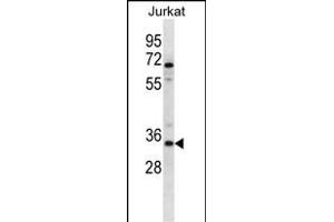OR2G3 Antibody (C-term) (ABIN657191 and ABIN2846314) western blot analysis in Jurkat cell line lysates (35 μg/lane). (OR2G3 anticorps  (C-Term))