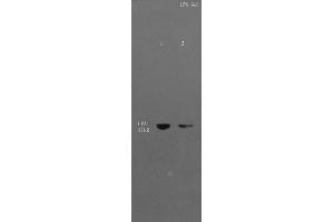 L1 Mouse liver lysates, L2 Mouse cerebrum lysates probed with Anti- EDG2/LPA1 Polyclonal Antibody, Unconjugated (ABIN681103) at 1:300 in 4 °C. (LPAR1 anticorps  (AA 281-364))