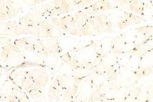 Immunohistochemistry analysis of paraffin-embedded mouse muscle using CSL (ABIN7073486) at dilution of 1: 500 (CSHL1 anticorps)