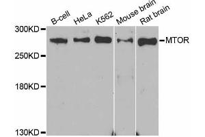 Western blot analysis of extracts of various cell lines, using MTOR antibody (ABIN5998278) at 1/1000 dilution. (MTOR anticorps)