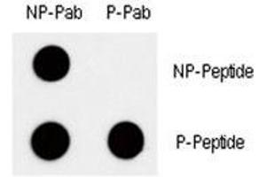 Dot blot analysis of phospho c-Myc antibody. (c-MYC anticorps  (pThr58))