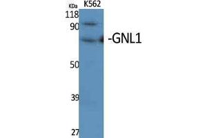 Western Blotting (WB) image for anti-Guanine Nucleotide Binding Protein Like Protein 1 (GNL1) (N-Term) antibody (ABIN3175300) (GNL1 anticorps  (N-Term))
