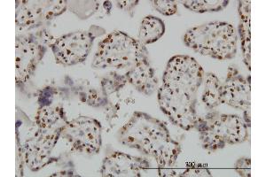 anti-BCL2-Associated X Protein (BAX) (AA 1-192) antibody